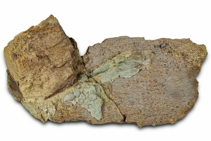 Fossil Dinosaur Bone Section - Wyoming #331061